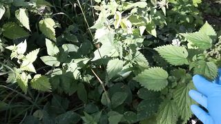 Public Nettles in Bra - Directors Cut